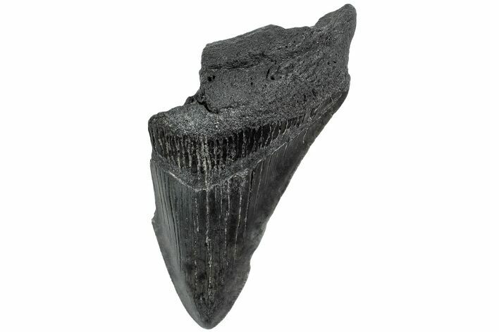 Partial Fossil Megalodon Tooth - South Carolina #234014